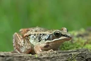 Wood frog. Rana sylvatica