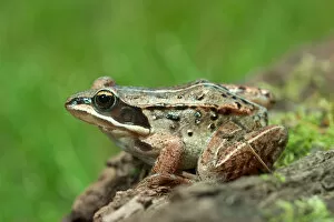 Wood frog Rana sylvatica Maresa Pryor