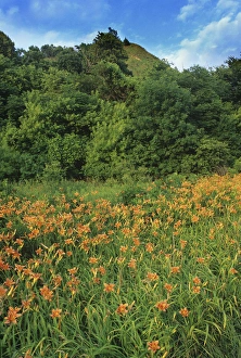 Loess Hills Prints: Wood lillys in the Loess Hills near Sidney, Iowa, USA