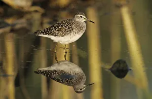 Greek Island Prints: Wood Sandpiper