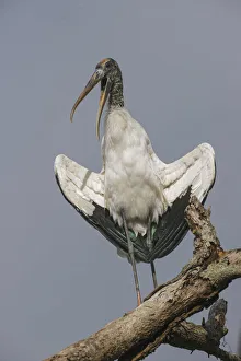 Mycteria Americana Prints: Wood stork, Circle B Ranch, Florida
