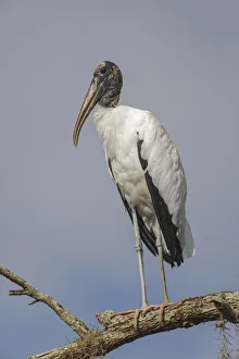 Mycteria Americana Prints: Wood stork, Circle B Ranch, Florida