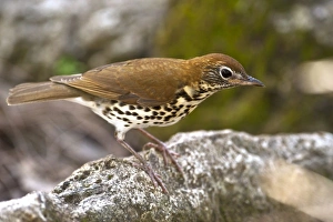 Thrush Prints: Wood Thrush (Hylocichla mustelina) Belize, Central America. Range: USA migrates to