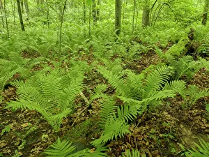 Minnesota Prints: Wooded scene with lady fern, Nerstrand-Big Woods State Park, Minnesota summer