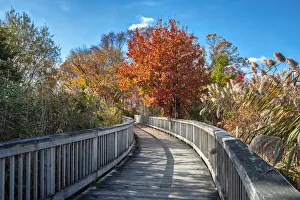 Images Dated 15th March 2022: Wooden boardwalk in the autumn