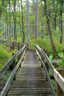 Boardwalk Prints: Wooden Boardwalk Trail, Twin Swamps Nature Preserve, Indiana, Midwest, USA