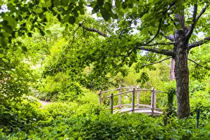 Sheila Haddad Prints: A wooden bridge crossing a small creek alongside a dirt path in a very green