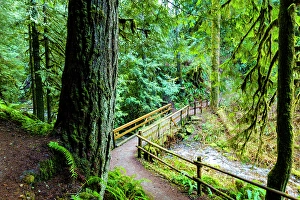 Fern Prints: Wooden bridge over the Little River