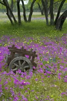 Images Dated 6th April 2005: Wooden Cart in field of Phlox, Blue Bonnets with Oak trees srpingtime near Devine Texas