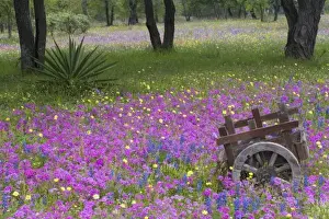 Images Dated 6th April 2005: Wooden Cart in field of Phlox, Blue Bonnets with Oak trees srpingtime near Devine Texas