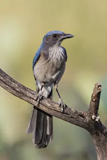 Kinney Co Prints: Woodhouses Scrub Jay (Aphelocoma woodhouseii) perched