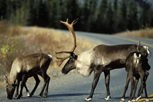 Yukon Prints: woodland caribou, Rangifer tarandus, bull and cows crossing a road, Alaska highway