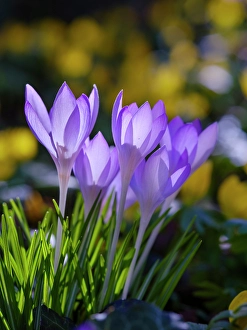 Geophyte Prints: Woodland crocus in the background winter aconite, Germany