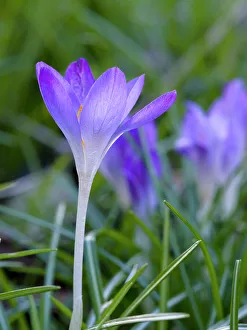 Crocus Prints: Woodland crocus, Crocus tommasinianus. Germany