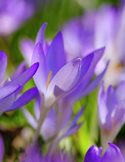 Geophyte Prints: Woodland crocus, Germany