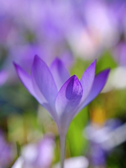 Geophyte Prints: Woodland crocus, Germany