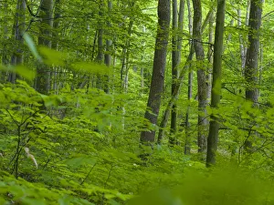 The woodland Hainich in Thuringia, National Park and part of the UNESCO World Heritage