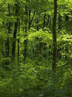 Sunray Prints: The woodland Hainich in Thuringia, National Park and part of the UNESCO World Heritage