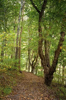 Great Smoky Mountain Prints: Woodland trail, Peaks Of Otter, Blue Ridge Parkway, Smoky Mountains, USA