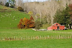 Images Dated 29th November 2006: Wool Shed and Farmland, Kawhatau Valley, Rangitikei, North Island, New Zealand