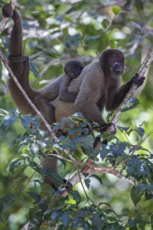 Mammals Prints: Woolly monkeys, Amazonas, Brazil