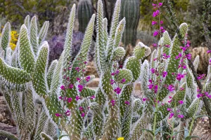 Wooly Jacket Prickly Pear Cactus and Penstemon at the Arizona Sonoran Desert Museum in