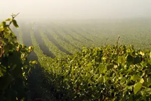 Workers at Stoler Vineyards get an early start on harvest day in Oregons Willamette
