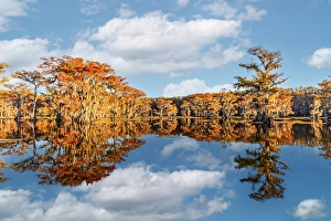 Images Dated 17th January 2024: Worlds largest cypress swamp and calm water reflecting blue sky and clouds