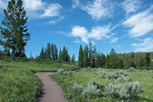 Roddy Scheer Prints: Wraith Falls Trail, Yellowstone National Park, Wyoming, USA
