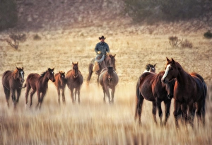 Santa Fe Prints: wrangler and horses on ranch in new mexico