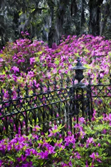 Cemetery Prints: Wrought Iron fence and azaleas in full bloom, Bonaventure Cemetery, Savannah, Georgia