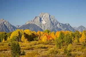 Images Dated 29th September 2008: WY, Grand Teton National Park, Aspen Trees with Mount Moran