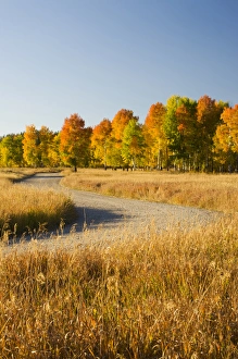 WY, Grand Teton National Park, Aspen Trees and Road