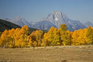 Images Dated 1st October 2008: WY, Grand Teton National Park, Aspen Trees with Teton Range and Mount Moran