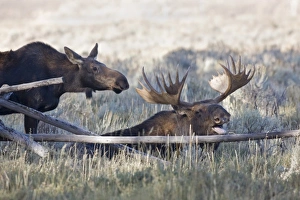 Images Dated 30th September 2008: WY, Grand Teton National Park, Bull and Cow Moose, during the mating season, (Alces
