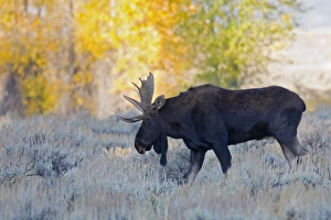 Images Dated 30th September 2008: WY, Grand Teton National Park, Bull Moose, (Alces alces)