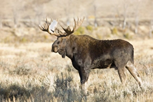 WY, Grand Teton National Park, Bull Moose, (Alces alces)