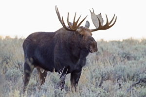 Images Dated 30th September 2011: WY, Grand Teton National Park, Bull Moose, (Alces alces)