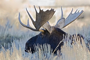 Images Dated 30th September 2008: WY, Grand Teton National Park, Bull Moose, (Alces alces)