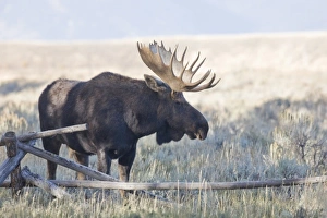 Images Dated 30th September 2008: WY, Grand Teton National Park, Bull Moose, (Alces alces)