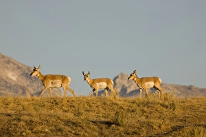 Images Dated 30th September 2008: WY, Grand Teton National Park, Pronghorn, Mother and calves, Antilocapra americana