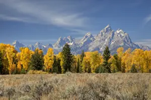 WY, Grand Teton National Park, Teton Range and Cottonwood trees