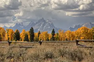 Images Dated 1st October 2008: WY, Grand Teton National Park, Teton Range and Cottonwood trees with fence