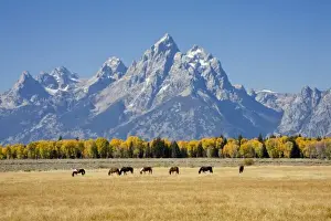 Images Dated 29th September 2008: WY, Grand Teton National Park, Teton Range and Cottonwood trees and horses