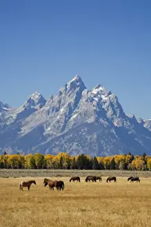 Images Dated 29th September 2008: WY, Grand Teton National Park, Teton Range and Cottonwood trees and horses