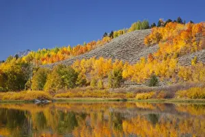 Images Dated 29th September 2011: WY, Grand Teton NP, aspen trees reflected in Snake River