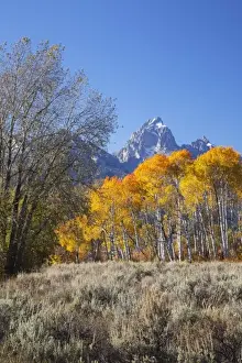 Images Dated 28th September 2011: WY, Grand Teton NP, aspen trees with the Teton mountain range