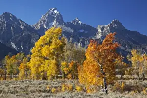 Images Dated 28th September 2011: WY, Grand Teton NP, aspen trees with the Teton mountain range