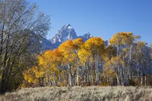 Images Dated 28th September 2011: WY, Grand Teton NP, aspen trees with the Teton mountain range