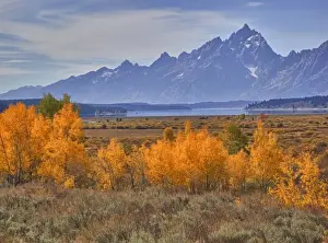 Images Dated 28th September 2011: WY, Grand Teton NP, aspen trees with the Teton mountain range at Willow Flats